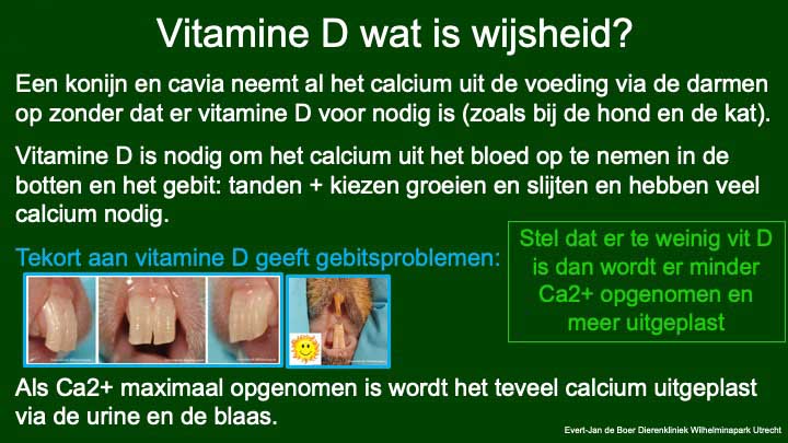 Vitamine D tekort bij het konijn